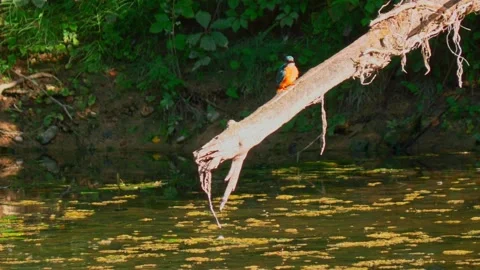 Close-Up of Kingfisher Perched Above River Stock Footage 314486059