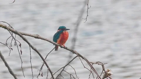 Close-up of a Kingfisher Perched Above a River Stock Footage 318584548