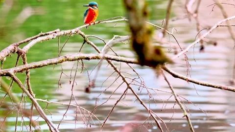 Close-up of a Kingfisher Perched Above a River Stock Footage 318584554
