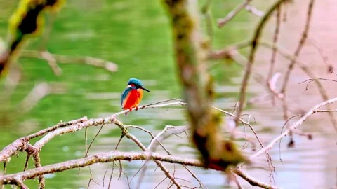 Close-up of a Kingfisher Perched Above a River Stock Footage 318584560