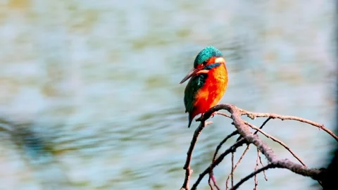 Close-up of a Kingfisher Perched Above a River Stock Footage 318584568
