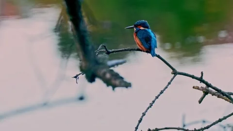 Close-up of a Kingfisher Perched Above a River Stock Footage 318584581