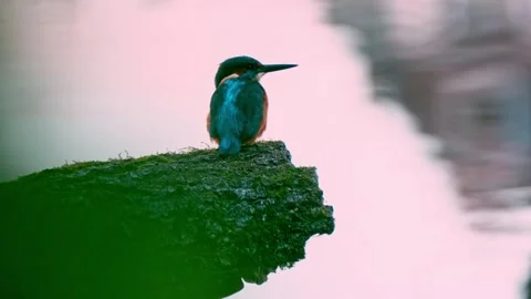 Close-up of a Kingfisher Perched Above a River Stock Footage 318584598
