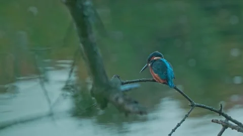 Close-up of a Kingfisher Perched Above a River Stock Footage 318584611
