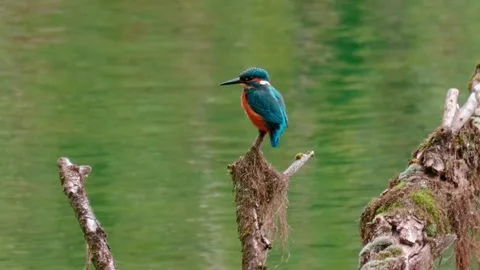 Close-up of a Kingfisher Perched Above a River Stock Footage 318836030