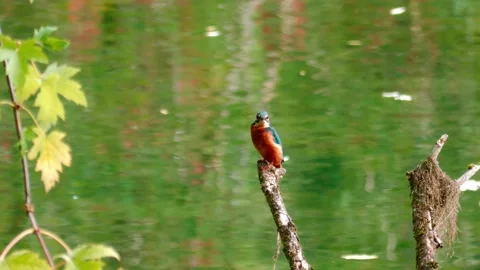 Close-up of a Kingfisher Perched Above a River Stock Footage 318836032