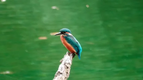 Close-up of a Kingfisher Perched Above a River Stock Footage 318836033