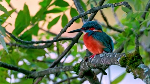 Close-up of a Kingfisher Perched Above a River Stock Footage 318836036