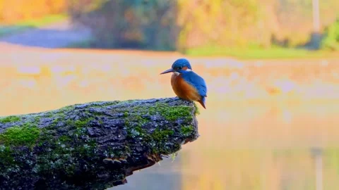 Close-Up of a Kingfisher Perched on a Branch Stock Footage 321401270