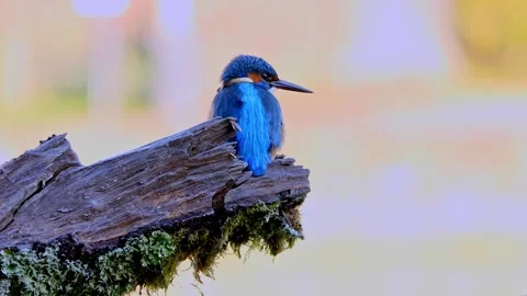 Close-Up of a Kingfisher Perched on a Branch Stock Footage 321401273