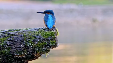 Close-Up of a Kingfisher Perched on a Branch Stock Footage 321401276
