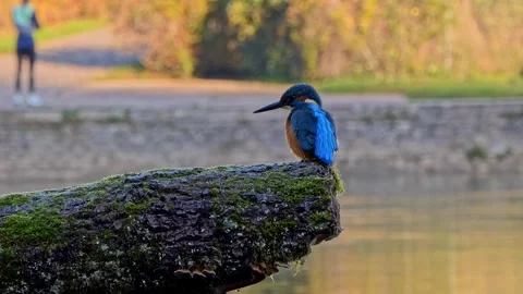 Close-Up of a Kingfisher Perched on a Branch Stock Footage 321401282