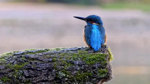 Close-Up of a Kingfisher Perched on a Branch Stock Footage 321401284