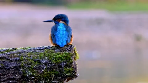 Close-Up of a Kingfisher Perched on a Branch Stock Footage 321401285