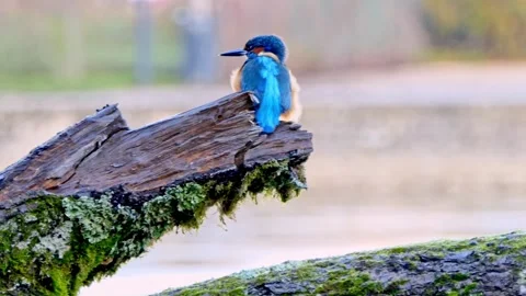 Close-Up of a Kingfisher Perched on a Branch Stock Footage 321401287