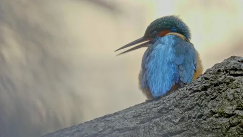Close-Up of a Kingfisher Perched on a Branch Stock Footage 327090265