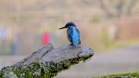 Close-Up of a Kingfisher Perched on a Branch Stock Footage 327090266