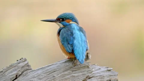 Close-Up of a Kingfisher Perched on a Branch Stock Footage 327090267