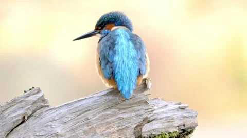 Close-Up of a Kingfisher Perched on a Branch Stock Footage 327090272