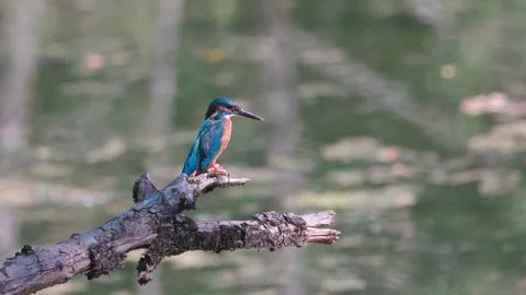Close-up of kingfisher perched on dead branch over river Stock Footage 314548875