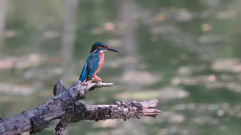 Close-up of kingfisher perched on dead branch over river Stock Footage 314548884