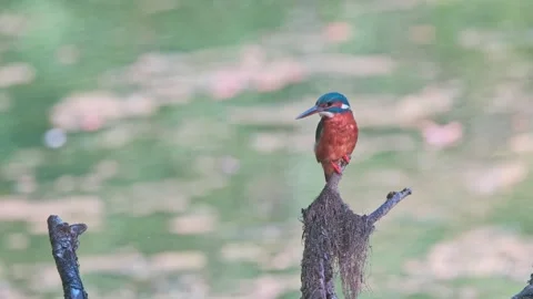 Close-up of kingfisher perched on dead branch over river Stock Footage 314548938