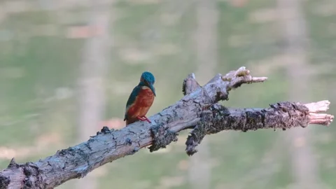 Close-up of kingfisher perched on dead branch over river Stock Footage 314548995