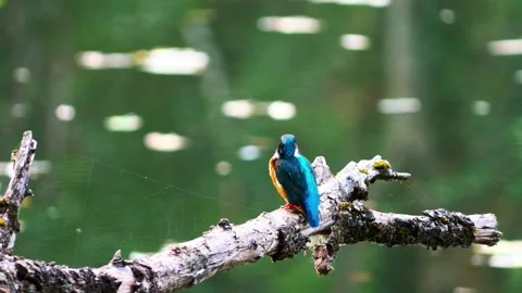 Close-up of a Kingfisher Perched on a Dead Branch Above a River 스톡 동영상 314877968
