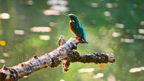 Close-up of a Kingfisher Perched on a Dead Branch Above a River Stock Footage 314877977
