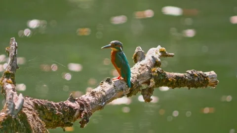 Close-up of a Kingfisher Perched on a Dead Branch Above a River Stock Footage 314878042