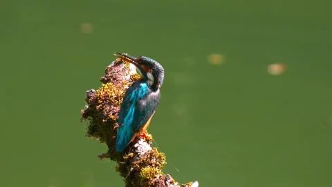Close-up of a Kingfisher Perched on a Dead Branch Above a River Stock Footage 314878076