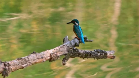 Close-up of a Kingfisher Perched on a Dead Branch Above a River Stock Footage 314878216
