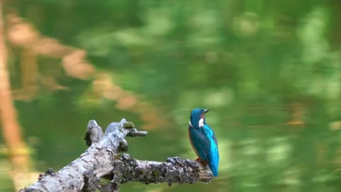 Close-up of a Kingfisher Perched on a Dead Branch Above a River Stock Footage 314878398