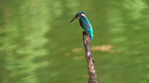 Close-up of a Kingfisher Perched on a Dead Branch Above a River Video stock 314878480
