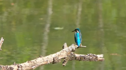 Close-up of a Kingfisher Perched on a Dead Branch in Summer Stock Footage 314913548