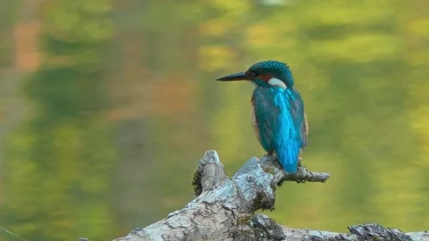 Close-up of a Kingfisher Perched on a Dead Branch in Summer Stock Footage 314913557
