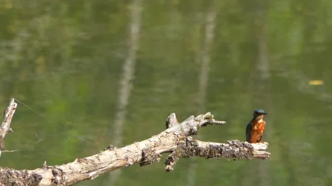 Close-up of a Kingfisher Perched on a Dead Branch in Summer Stock Footage 314913558