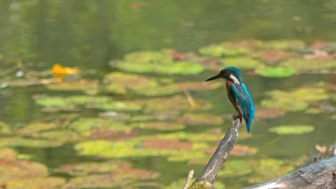 Close-up of a Kingfisher Perched on a Dead Branch in Summer Stock Footage 314913583