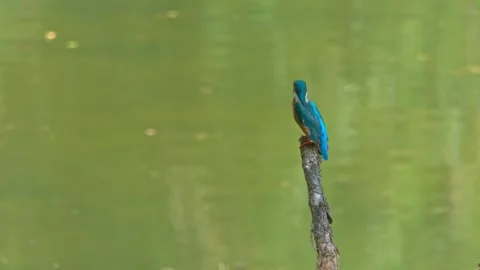 Close-up of a Kingfisher Perched on a Dead Branch in Summer Stock Footage 314913584