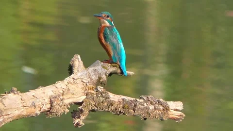 Close-up of a Kingfisher Perched on a Dead Branch in Summer Stock Footage 314913607