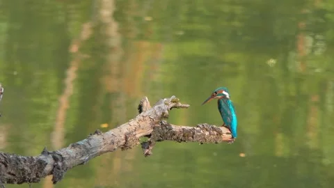 Close-up of a Kingfisher Perched on a Dead Branch in Summer Stock Footage 314913639