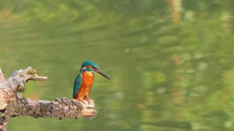 Close-up of a Kingfisher Perched on a Dead Branch in Summer Stock Footage 314913645