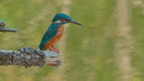 Close-up of a Kingfisher Perched on a Dead Branch Over a River Stock Footage 314965570