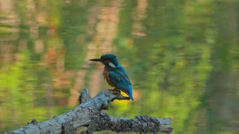 Close-up of a Kingfisher Perched on a Dead Branch Over a River Stock Footage 314965617