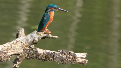 Close-up of a Kingfisher Perched on a Dead Branch Over a River Stock Footage 314965649