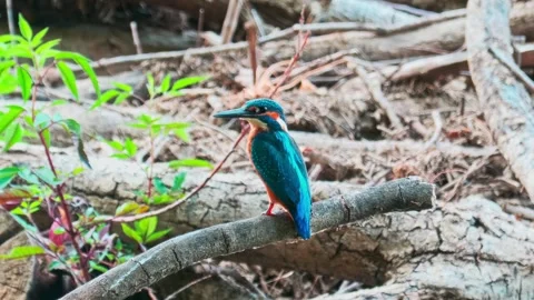 Close-up of a Kingfisher Perched on a Dead Branch in Summer Stock Footage 340476517