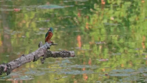 Close-up of kingfisher perched on large dead branch in summer Stock Footage 314763194