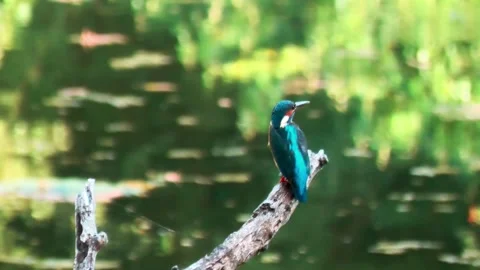 Close-up of kingfisher perched on large dead branch in summer Stock Footage 314763211