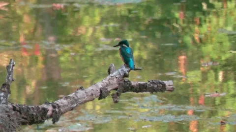 Close-up of kingfisher perched on large dead branch in summer Stock Footage 314763213