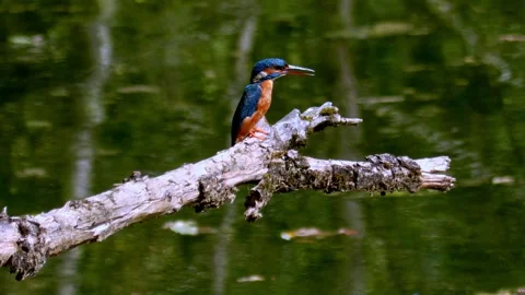 Close-up of kingfisher perched on large dead branch in summer Stock Footage 314763294